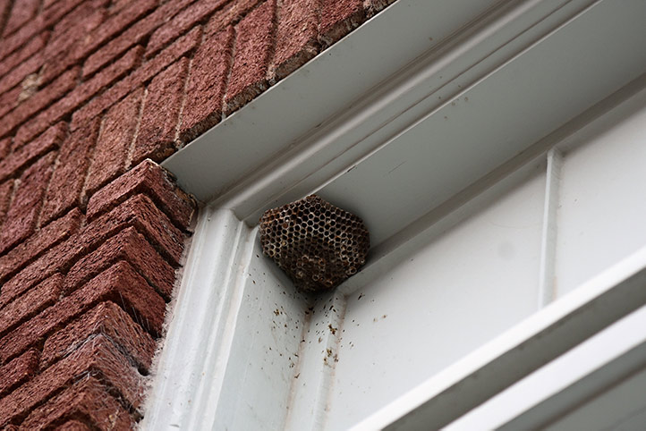 We provide a wasp nest removal service for domestic and commercial properties in Wimbledon.